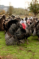 2014 | Thanksgiving Turkeys